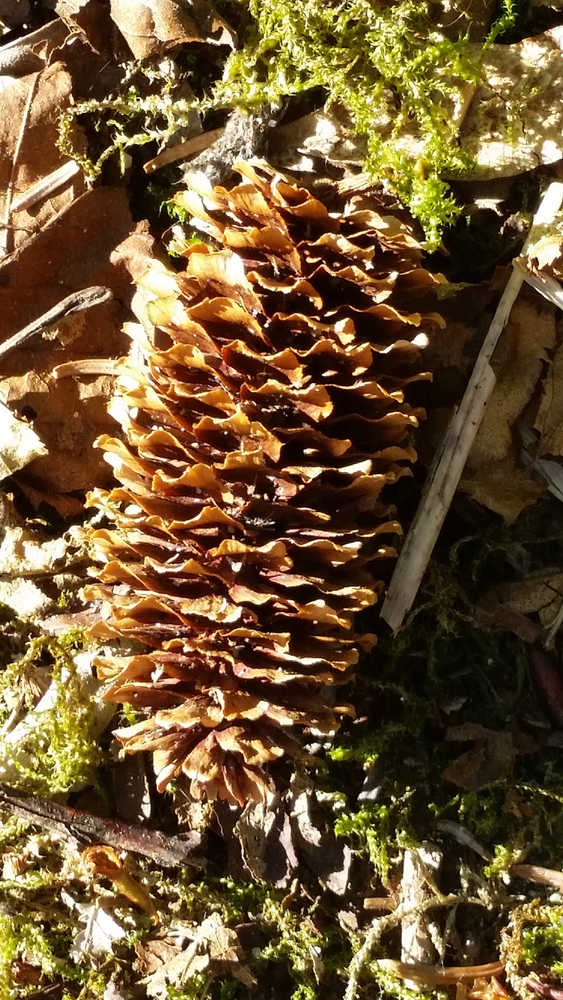 The beauty of a pinecone. Photo by Suzanna Lessard.