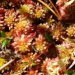 Up close, this colorful moss looks almost like flowers. Photo by Suzanna Lessard.