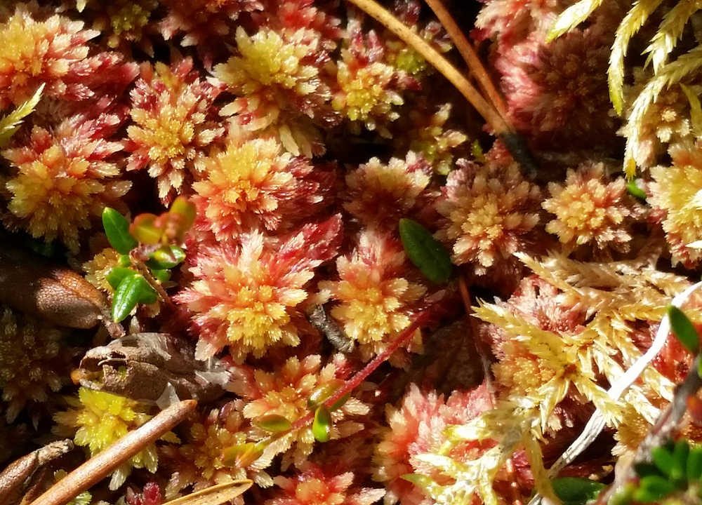 Up close, this colorful moss looks almost like flowers. Photo by Suzanna Lessard.