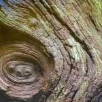 A simple tree knot. Photo by Kerry Howard.