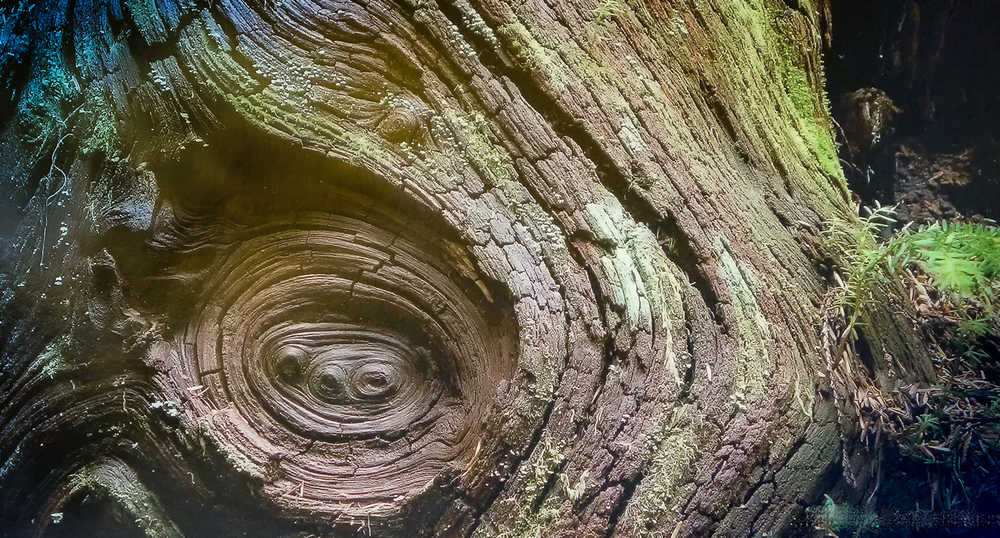 A simple tree knot. Photo by Kerry Howard.