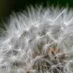 Dandelion gone to seed.  Make a wish! Photo by Kerry Howard.