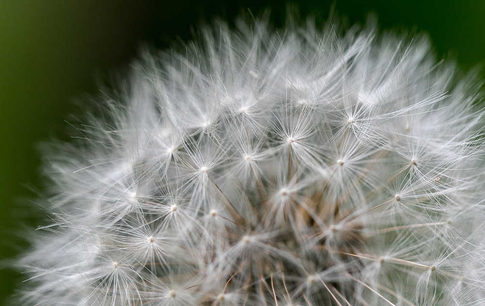 Dandelion gone to seed.  Make a wish! Photo by Kerry Howard.