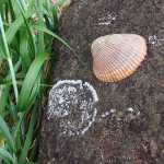 Grass, rocks and shell at Sandy Beach. Photo by Margaret Herron
