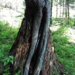An old tree stump provides new life at the Arboretum. Photo by Denise Carroll.