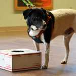 Harvey, a bedbug detection dog, participates in a training exercise at the Haines Fairgrounds. For this exercise, Harvey must locate a bedbug-scented sheet of paper that his owner placed in one of four identical boxes.