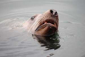 A curious sea lion examines the photographer, who was once told by a couple that they wanted to swim with sea lions.