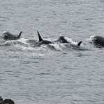 Group of orcas swim just off the rocks at Lena Point.