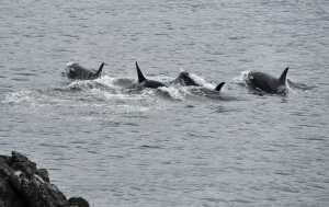 Group of orcas swim just off the rocks at Lena Point.