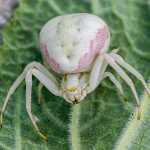 Crab spider on a leaf.