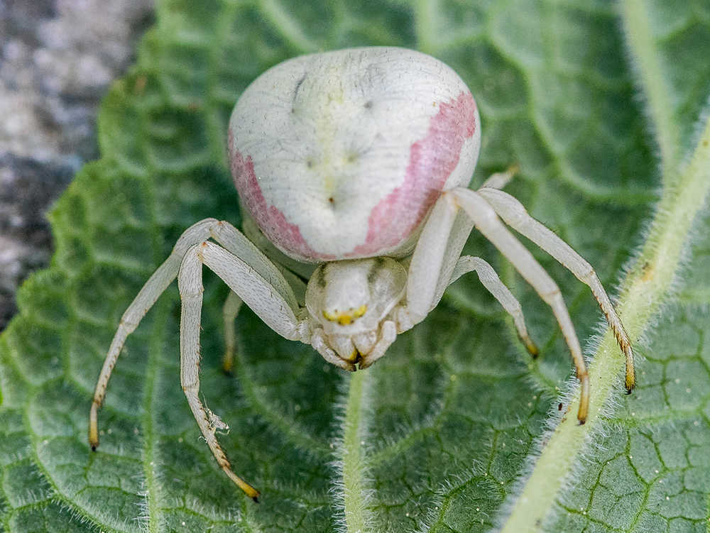Crab spider on a leaf.