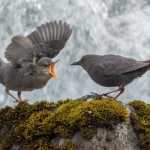An American Dipper chick lets its mom know it is hungry near Gold Creek.