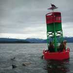 Sea lions hang out on an ocean buoy as an eagle stands watch.