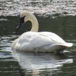 In this May 21 photo, a swam swims in Dredge Lake.