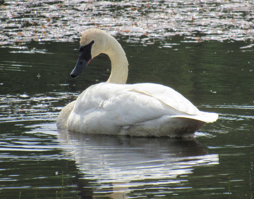 In this May 21 photo, a swam swims in Dredge Lake.