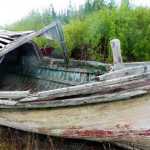 A deserted wooden boat has been left to nature's devices in Destruction Bay. Photo by Denise Carroll.