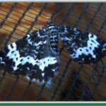 A geometric pattern on a Fairbanks moth.