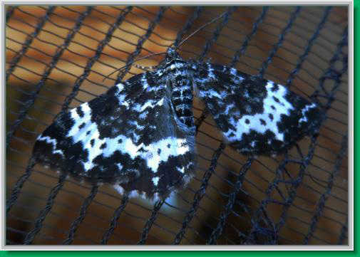 A geometric pattern on a Fairbanks moth.