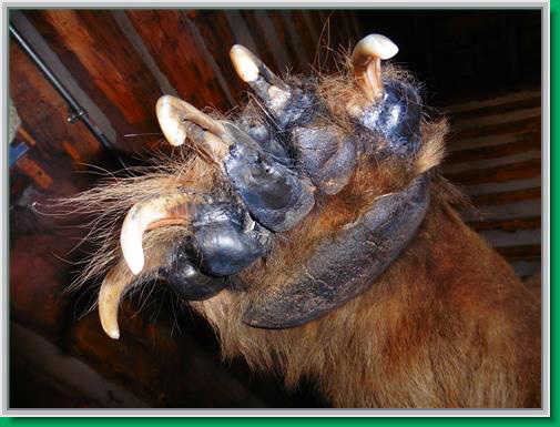 The large front paw of a grizzly bear in Pioneer Park, Fairbanks