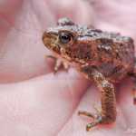 A small toad, Cowee Meadows.