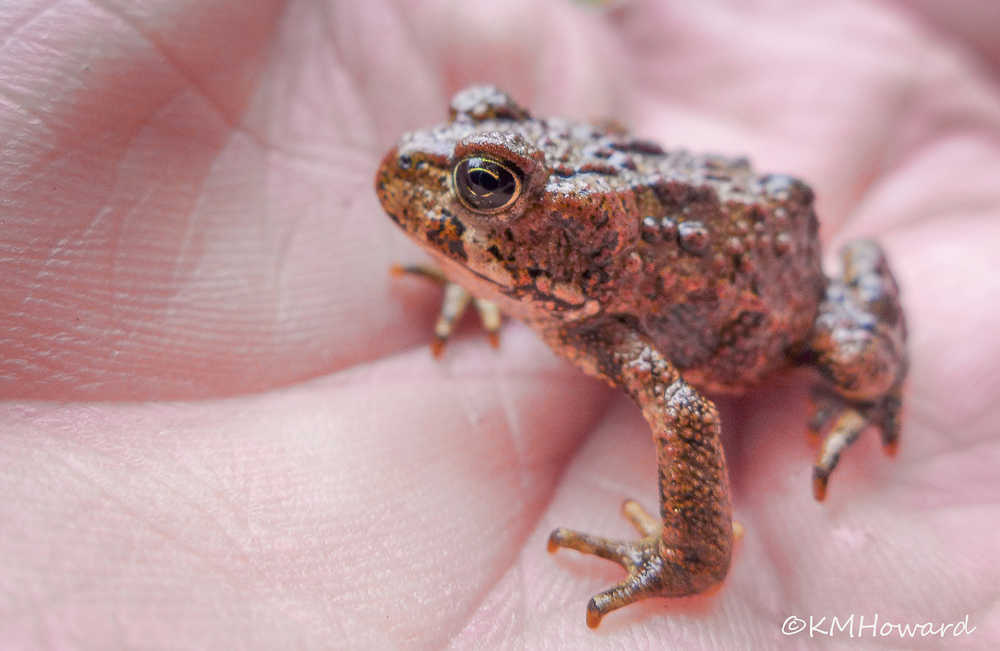 A small toad, Cowee Meadows.