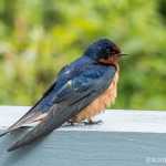 A barn swallow pauses in between nest building, Mendenhall Glacier.