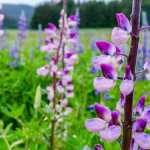 Unusual colored lupines, Cowee Meadows.