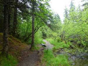 The high bank to the left of the photo above will be lowered and the fill used to raise the streambank and other low spots.  Then willows and other plants and will be used to revegetate the area to protect the creek.  Two weeks later the Forest Service will bring in a crew to top off the trail.