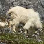 Mountain goat and kid at Glacier Bay.