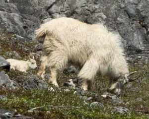 Mountain goat and kid at Glacier Bay.