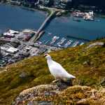 A Ptarmigan on top of Mount Juneau.