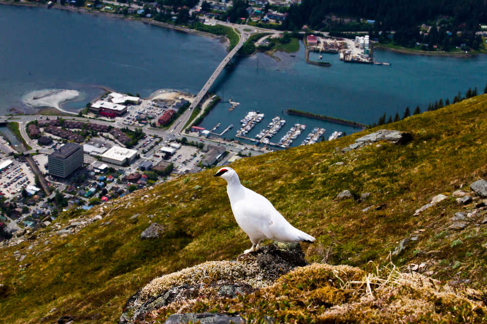 A Ptarmigan on top of Mount Juneau.