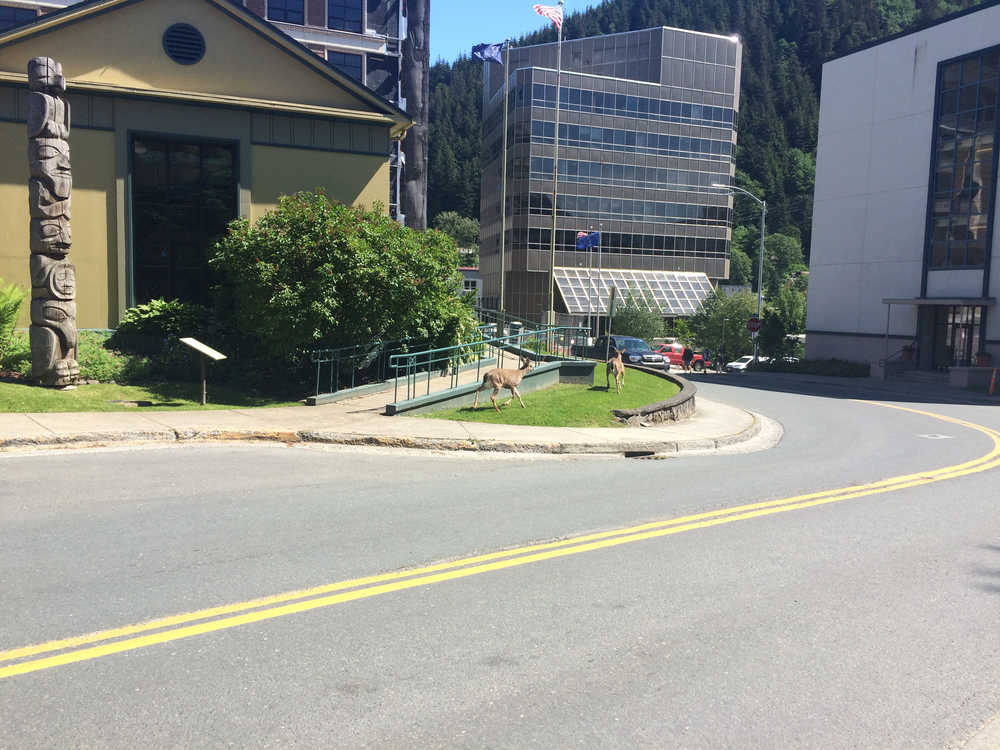 Deer on their lunch break at the Juneau-Douglas City Museum.