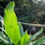 Spider art on my daisy. Photo by Brooke Daly.