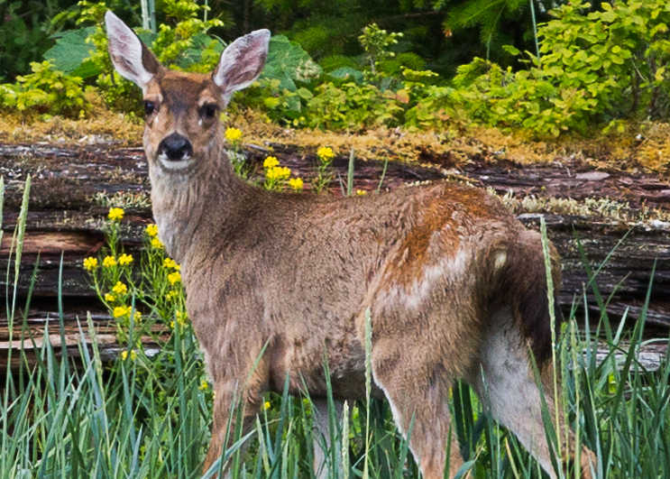 Sitka Blacktail Deer in Funter Bay.