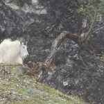 Sleeping mountain goat at Glacier Bay.