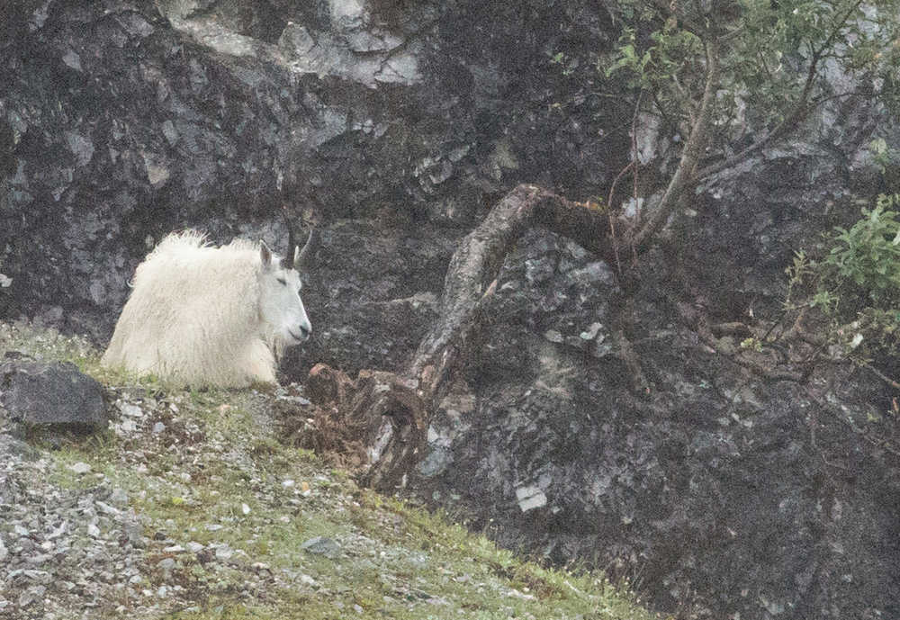 Sleeping mountain goat at Glacier Bay.