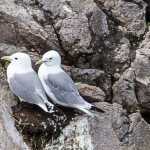 Kittiwake guls on nest.