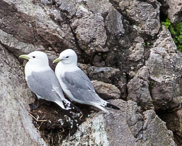 Kittiwake guls on nest.