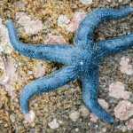 A happy looking blue starfish.