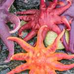 A pile of colorful sunstars on a recent low tide at Point Louisa.