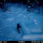 A lynx walks near a buried seismometer in a frame from a game camera video. Seismologist Carl Tape installed the camera to confirm that bears were digging up his equipment.