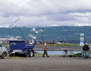 Seagulls feed on fish scraps on June 3 at the Nick Dudiak Fishing Lagoon cleaning tables on the Homer Spit. A $60,000 grant from the Alaska Department of Fish and Game will pay for a bird-proof shelter to go over the tables.