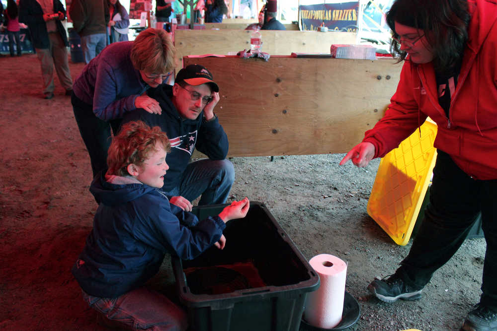 A young Gold Rush Days enthusiast celebrates his gold nugget find Saturday at the GCI booth where people can try their luck at panning for gold during the city's 26th annual celebration of the mining and logging industries.