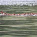 One hen and 30 chicks at North Tee Harbor.