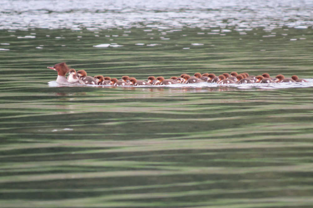 One hen and 30 chicks at North Tee Harbor.