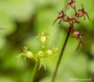 A sharp ridge emerges dramatically from the rolling clouds.