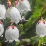 Heather flowers on Gold Ridge.