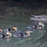 Young mallard ducklings follow mom on a pond in the Mendenhall Valley.