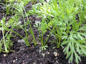 A carrot patch growing well.